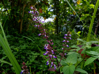 Small Purple Wildflowers Blooming in Dense Jungle