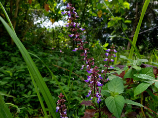 Wild Purple Flowers Blooming in Lush Green Forest