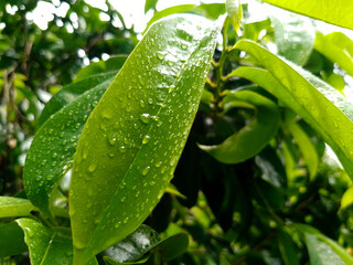Sparkling Water Drops on Green Leaf After Rain for background