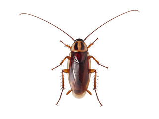 American Cockroach Dorsal View isolated on a transparent background