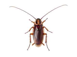 American Cockroach Dorsal View isolated on a transparent background