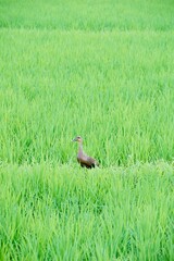 duck in the grass