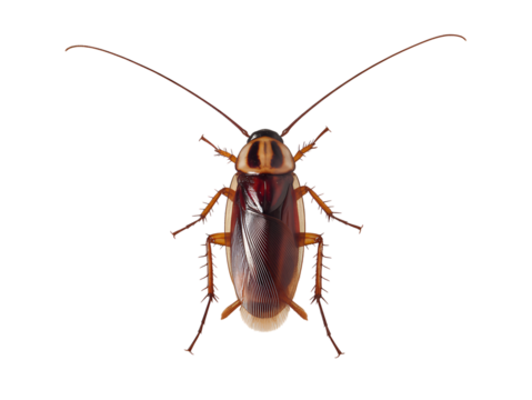 American Cockroach Dorsal View isolated on a transparent background