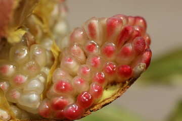 close up of ripening pomegranate arils