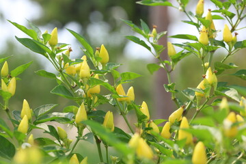 close up of capsicum annuum fruits and leaves