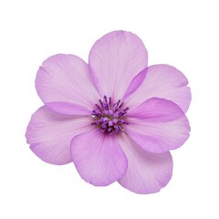 Delicate purple flower isolated on white background