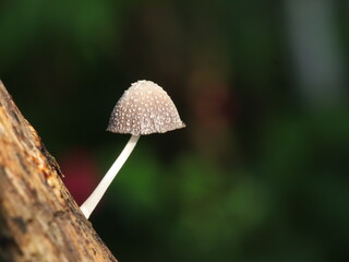 Tiny mushroom with speckled brown cap and slender white stem, growing on a dark tree trunk, highlighting hidden forest life.