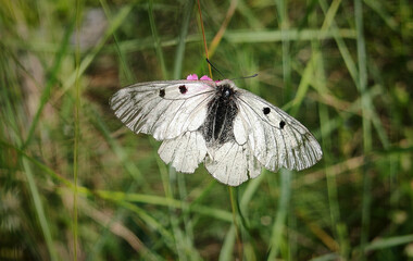 A rare Clouded Apollo butterfly (Parnassius mnemosyne) with translucent white wings and black spots...