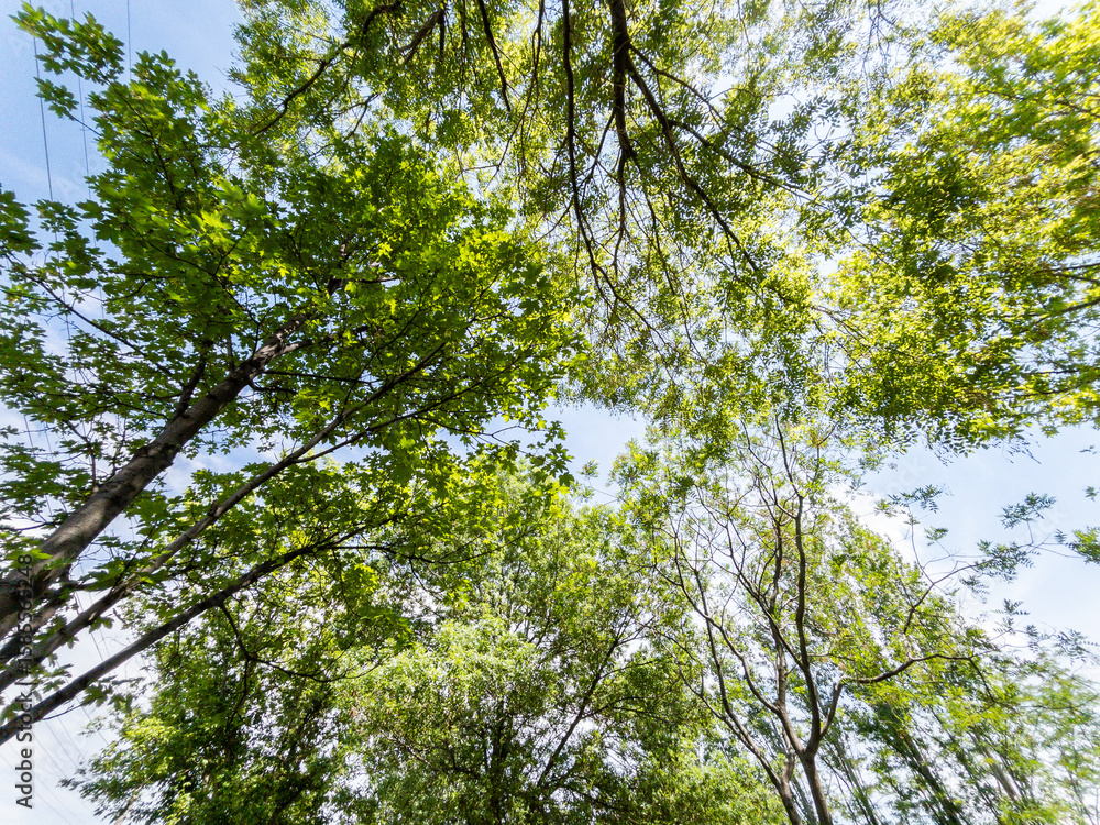 Poster bottom view of a trees in a forest