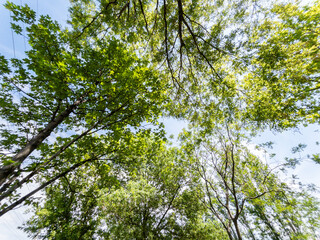 Bottom view of a trees in a forest