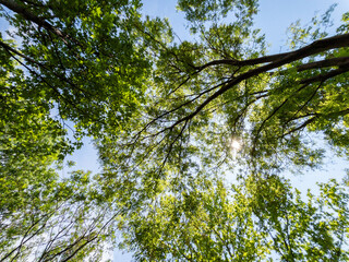 Bottom view of a trees in a forest