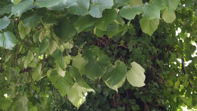 foglie di tiglio mosse da una aleggera brezza- time lapse