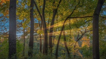 Obraz premium Golden sunbeams illuminate a tranquil forest scene in autumn