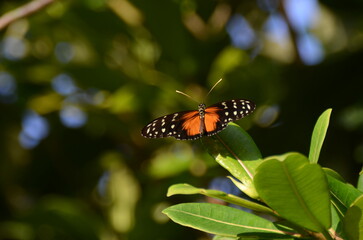 Farfalla