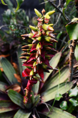 fiore rosa natura Costa Rica viaggio flower pink nature trip  pianta grassa