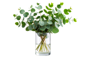 Angled View of Eucalyptus in Vase for Minimal Decor, Transparent PNG