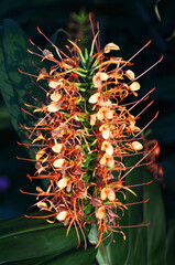 fiore natura Costa Rica viaggio flower nature trip  © Silvia