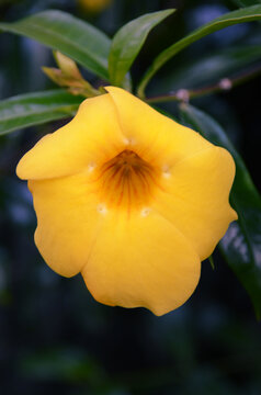 fiore giallo natura Costa Rica viaggio flower yellow nature trip gentilezza bellezza ecologia foresta
