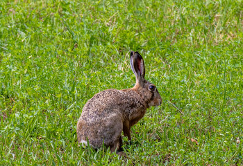 A wild rabbit standing on the field in the grass
