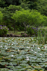 白いスイレンが咲く池と紫陽花に囲まれたみのかも健康の森の自然風景


