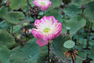 Pink lotus flower in water, blossom water lily in the pond. Close up photo with green leaves on water.