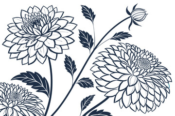 Elegant line art illustration of dahlia flowers and buds on white background