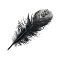 A delicate black feather isolated on transparent background shows its intricate details and soft, fluffy texture