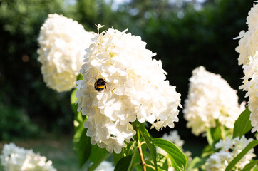 Bumblebee Resting on White Gypsophila Flowers (Baby&rsquo;s Breath) in Bloom