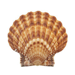 Obraz premium sea shell isolated on white