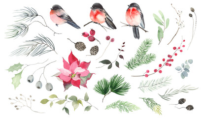 Christmas watercolor big set of bullfinches, flower poinsettia, berries, leaves and branches, isolated design elements for your greeting or invitation cards, background or banner. Hand drawn print.
