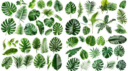 Naklejka premium Tropical leaves collection: A vibrant assortment of green foliage on white background