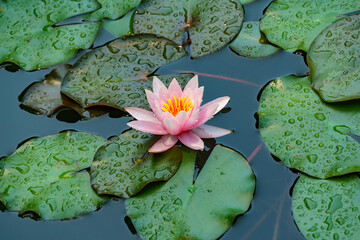 Pink water lily or lotus flower Marliacea Rosea in garden pond. Close-up of Nymphaea and leaves with water drops. Flower landscape for nature wallpaper