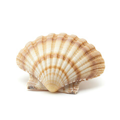 sea shell isolated on white
