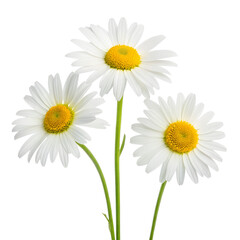 Fototapeta premium Three delicate daisies isolated on transparent background