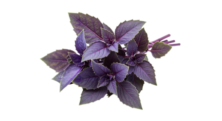 Bright purple basil leaves in a fresh and natural way, in png format on a transparent background, perfectly carved