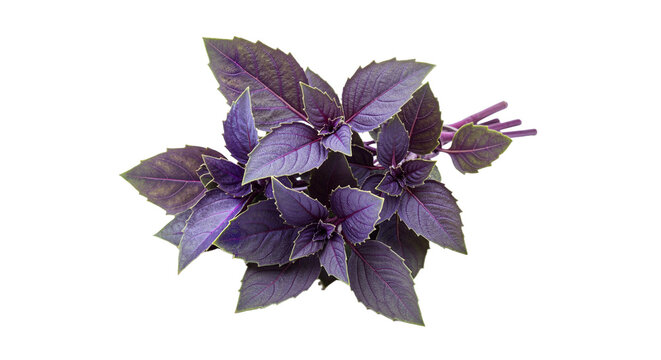 Bright purple basil leaves in a fresh and natural way, in png format on a transparent background, perfectly carved