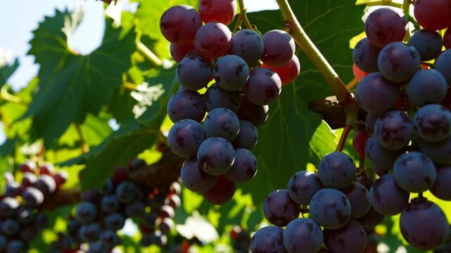 A close-up shot of a bunch of ripe, juicy grapes hanging from the vine, ready for harvest. The vibrant colors of the grapes and leaves capture the essence of a bountiful season.