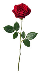 Fototapeta premium Red rose isolated on transparent background