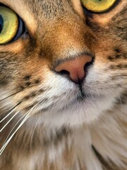 Close up of tabby cat showing fur detail
