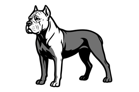 Vector Illustration of Cane Corso Dog Silhouette