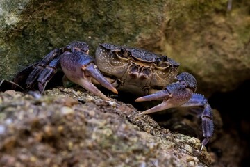 Maltese Freshwater Crab, Potamon fluviatile lanfrancoi, known as Qabru. Endemic to island of Malta