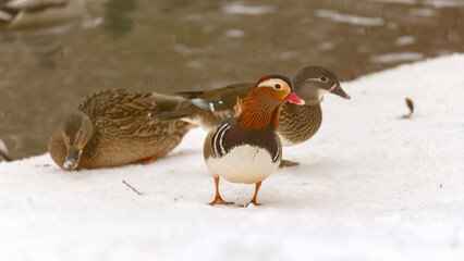 A group of ducks are standing on a snowy surface. One of the ducks is a small, colorful bird with a red beak