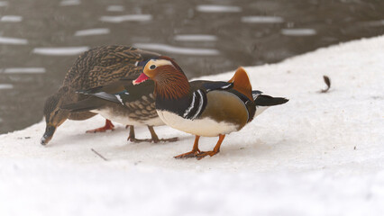 Two ducks are standing on a snowy surface. One duck is eating while the other duck is standing nearby