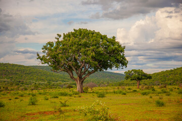 Fototapeta premium tree in the field