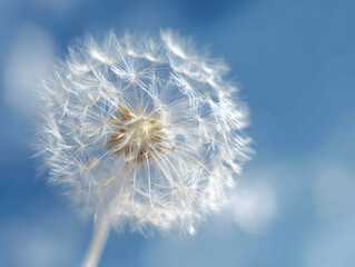 青空を背景に繊細な綿毛が輝くたんぽぽのマクロ撮影構図