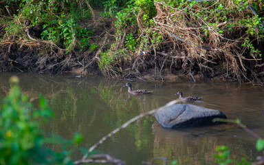 Obraz premium frog in the pond