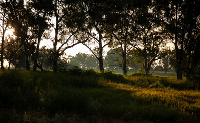 sunset in the forest