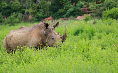 rhino in the wild