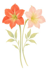 Elegant Watercolor Amaryllis - High-Res Floral PNG