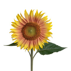 Obraz premium Sunflower Flower Icon Pink Glossy Element 3D Render Transparent PNG Flor de Girassol 